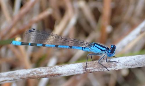 Enallagma cyathigerum